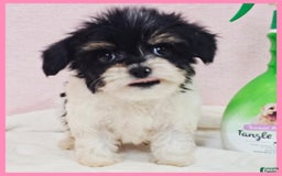Morkie dogs for sale: Ivan 1 - Image 3