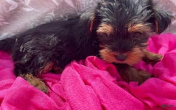 Yorkshire Terrier dogs for sale: Dora - Image 3