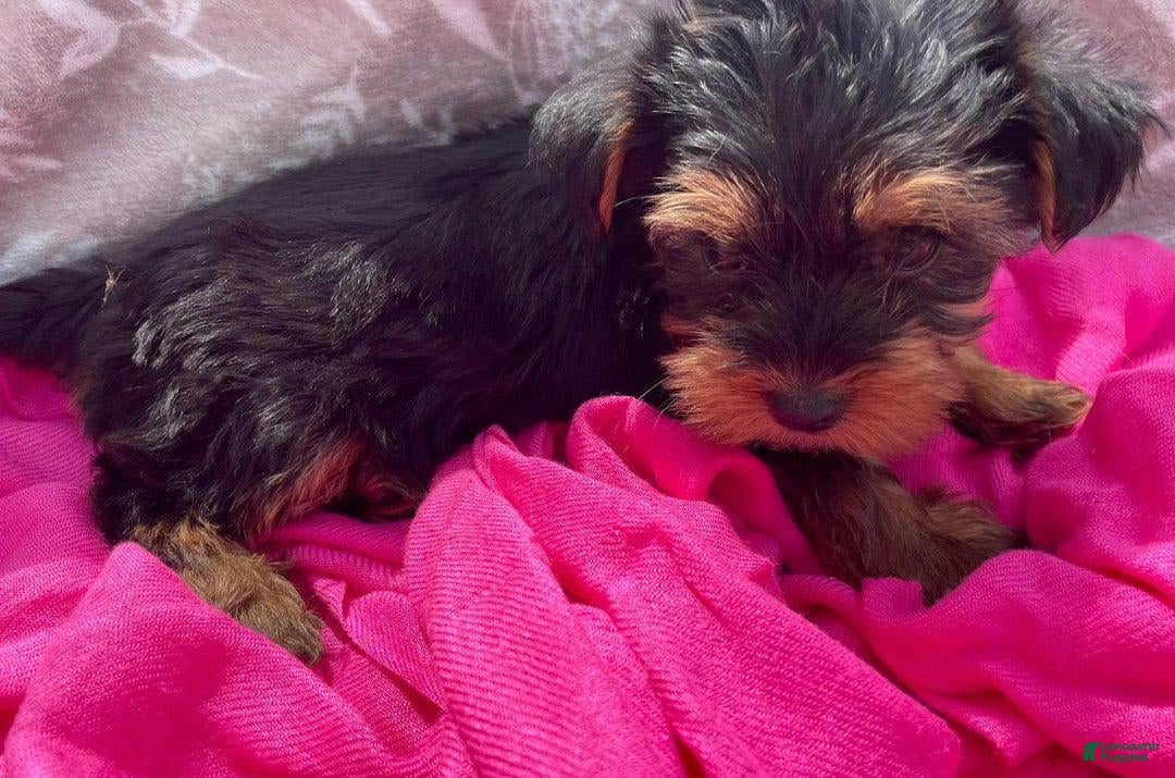 Yorkshire Terrier dogs for sale: Dora - Image 3