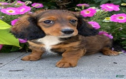 Dachshund dogs for sale: Dixie - Image 2