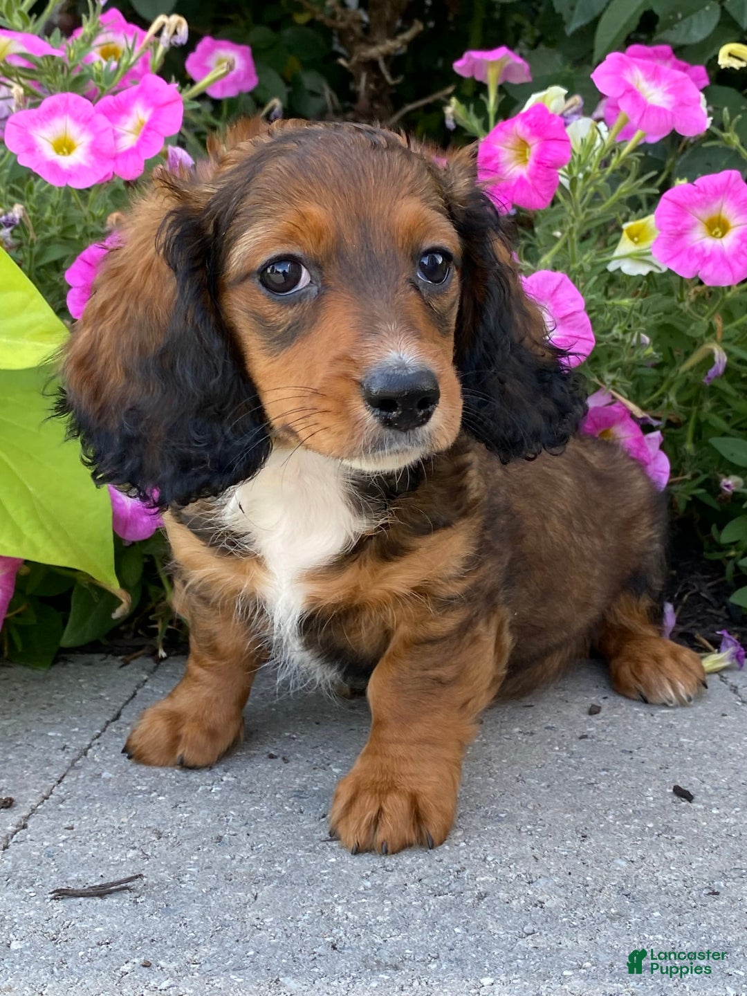 Dachshund dogs for sale: Dixie - Image 2