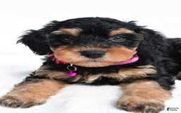 Cavapoo dogs for sale: Bell - Image 2