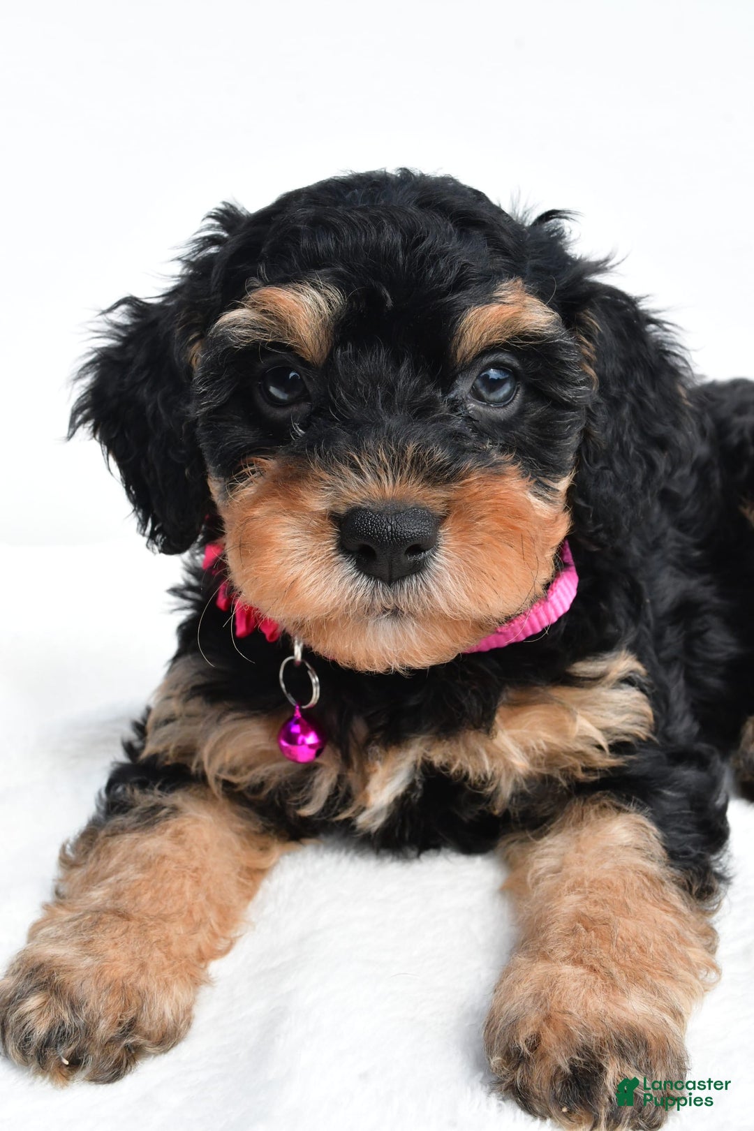 Cavapoo dogs for sale: Bell - Image 2