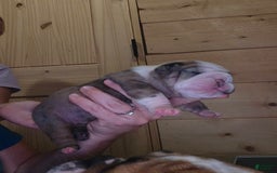 Olde English Bulldogge dogs for sale: Jimi - Image 8