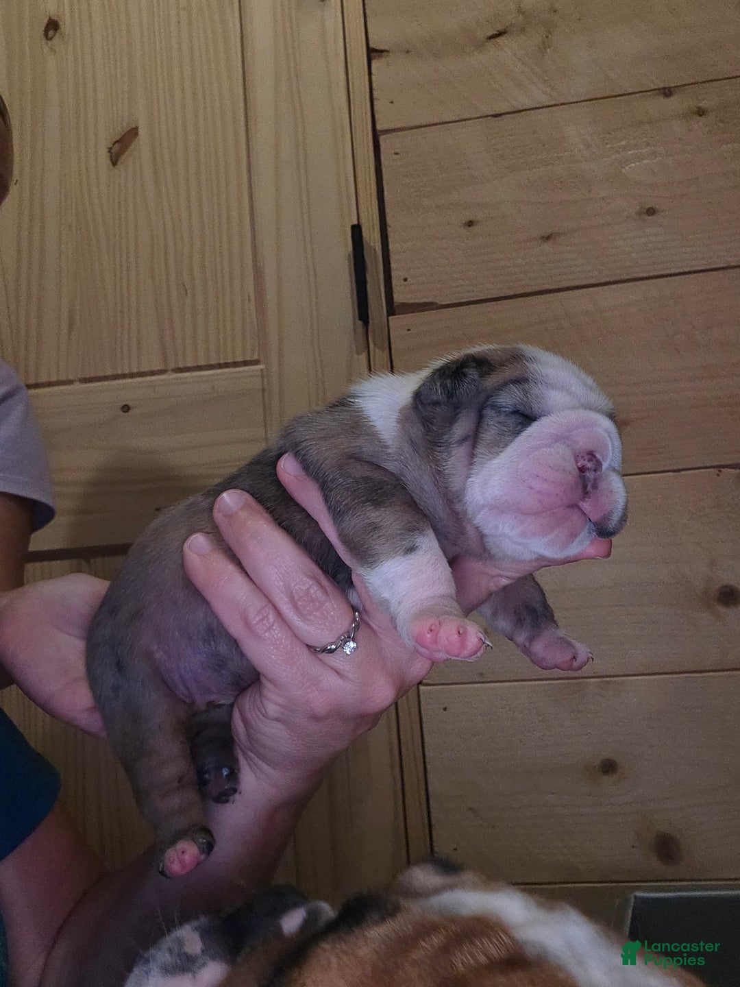 Olde English Bulldogge dogs for sale: Jimi - Image 8