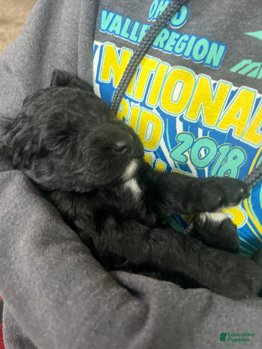 Goldendoodle dogs for sale: Ash - Image 7