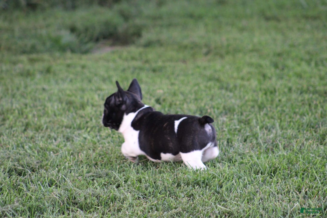 French Bulldog dogs for sale: Natalie - Image 6