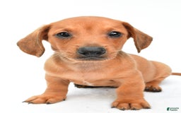 Miniature Dachshund dogs for sale: Jingle - Image 5