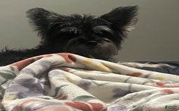 Miniature Schnauzer dogs for sale: Aqua - Image 4