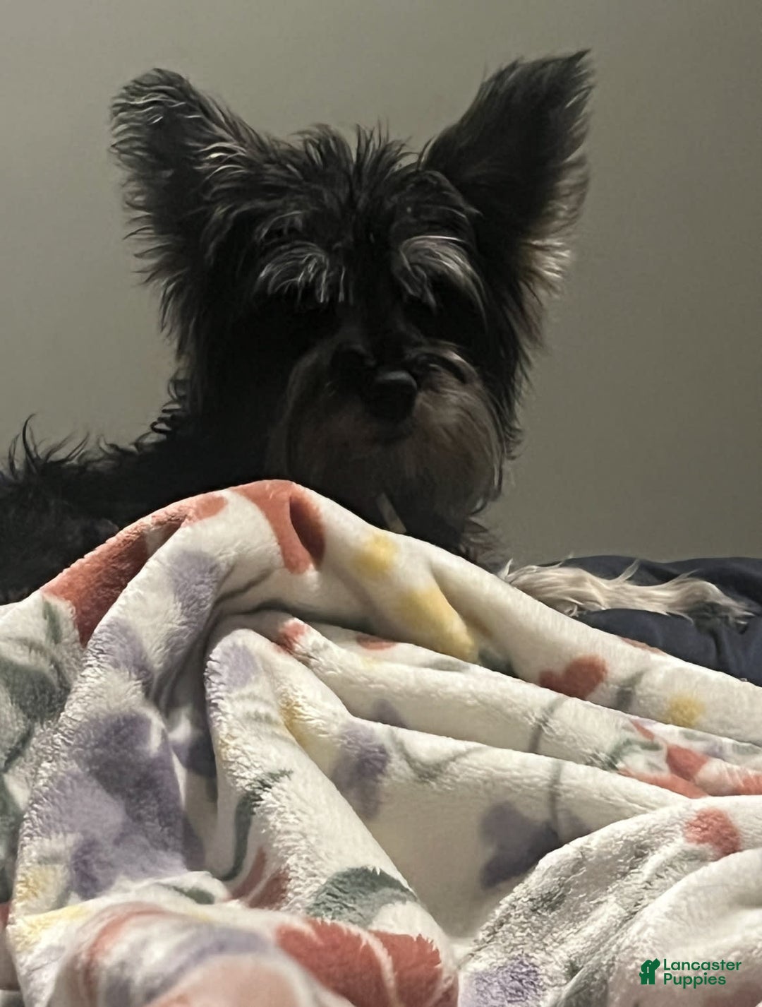 Miniature Schnauzer dogs for sale: Aqua - Image 4
