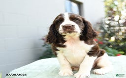 English Springer Spaniel dogs for sale: Barkley - Image 3