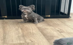 French Bulldog dogs for sale: Little - Image 3