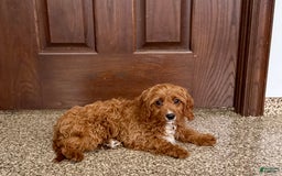 Cavapoo dogs for sale: Jake F1 - Image 1