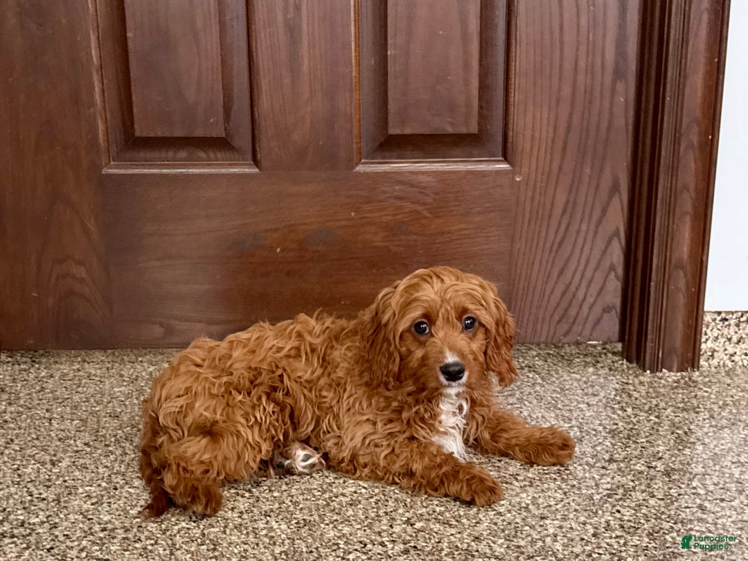 Cavapoo dogs for sale: Jake F1 - Image 1