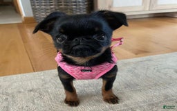 Brussels Griffon dogs for sale: Missy - Image 2