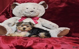 Yorkshire Terrier dogs for sale: BONBON - Image 6