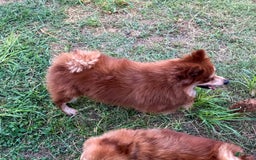 Pomeranian dogs for sale: Winston - Image 16