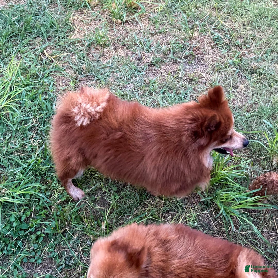 Pomeranian dogs for sale: Winston - Image 16