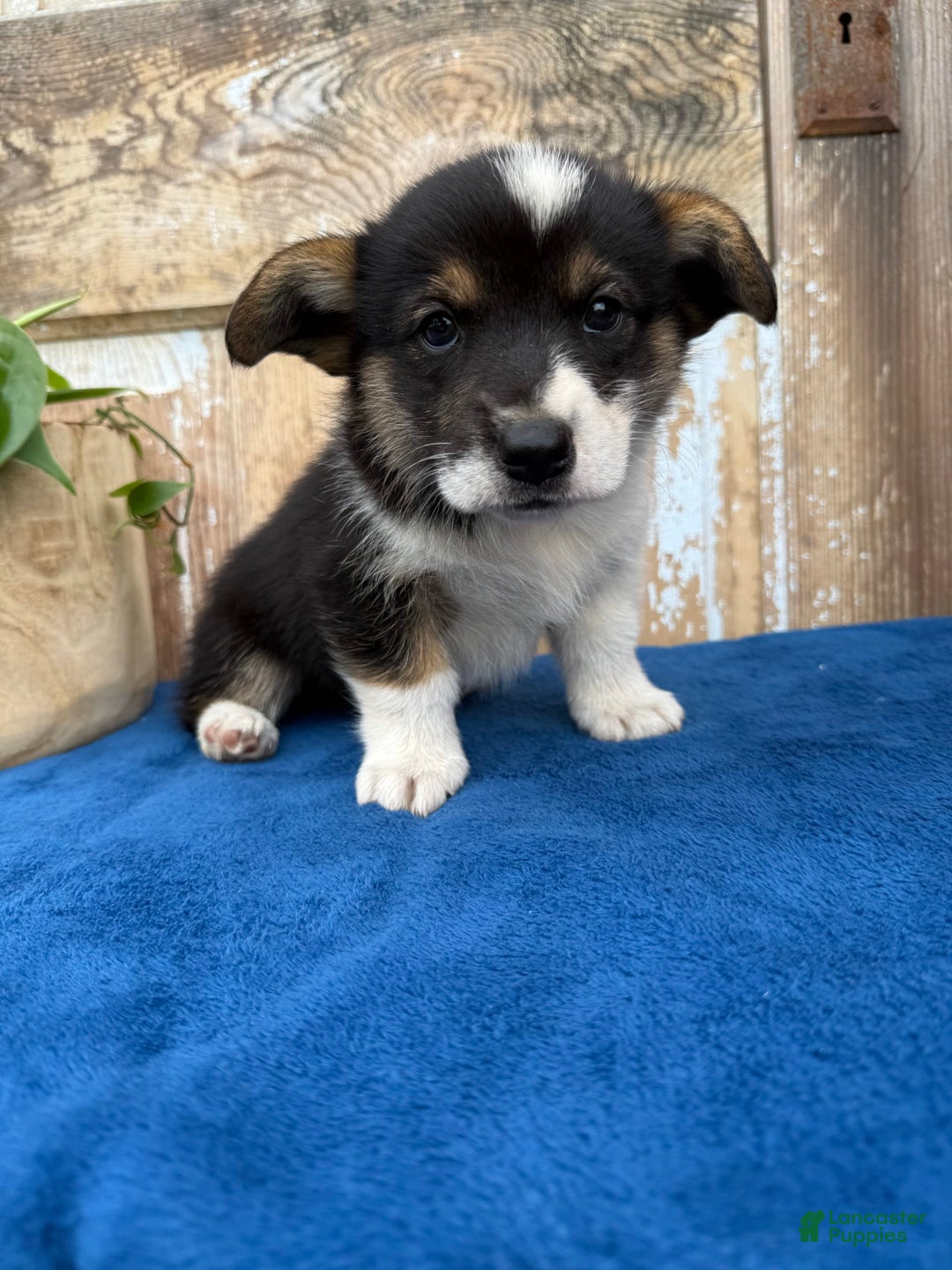 Welsh Corgi Pembroke dogs for sale: Chase - Image 3