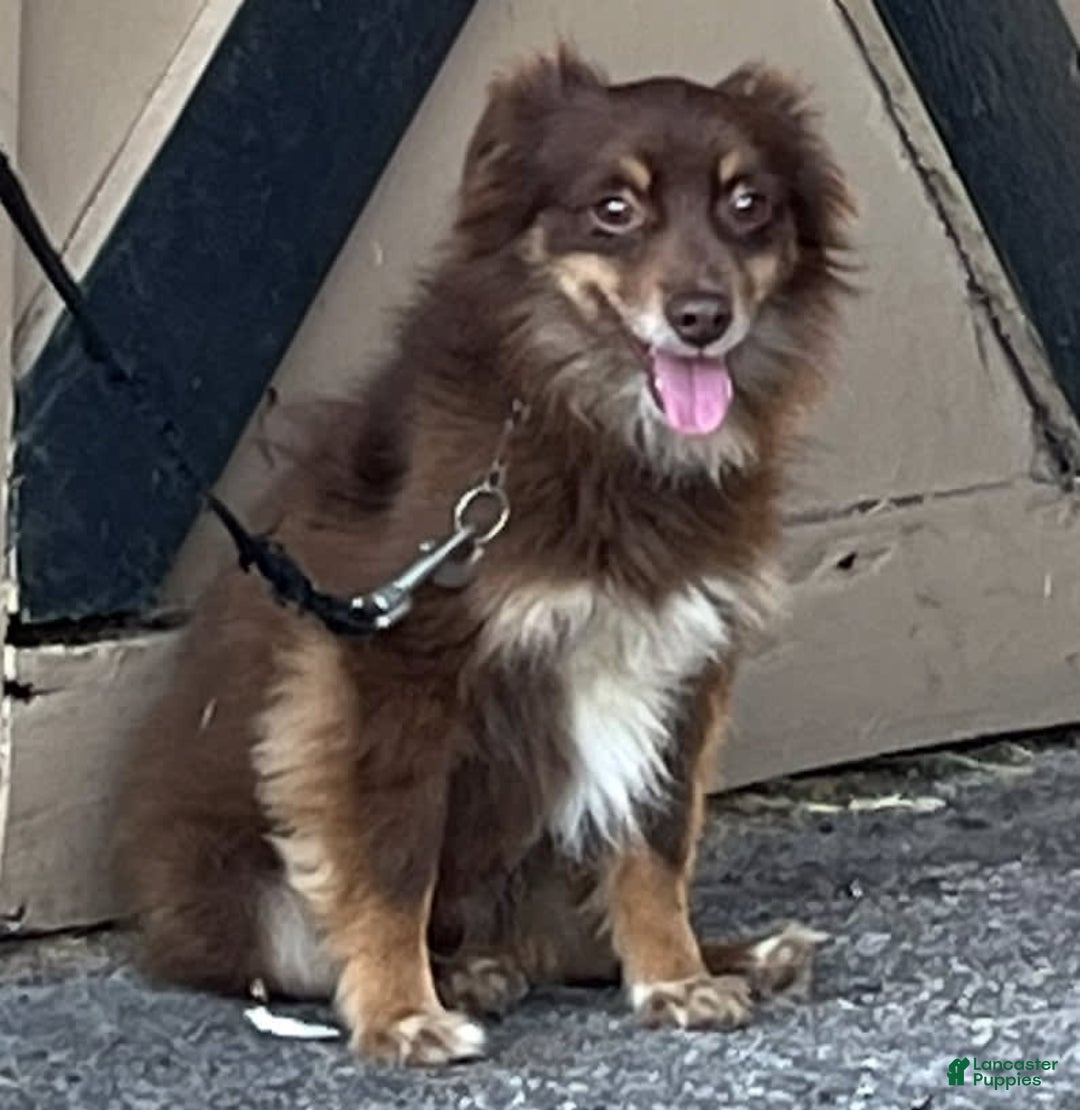  dogs for sale: Pebbles - Image 8