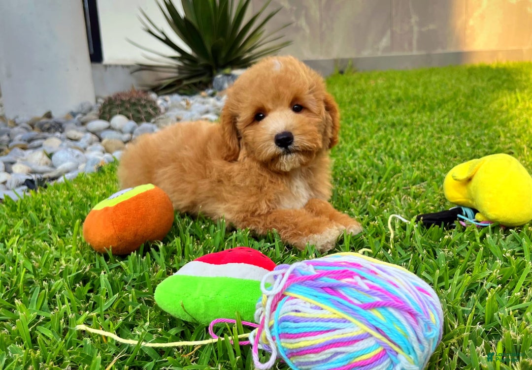 Maltipoo dogs for sale: Chopin - Image 3
