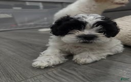 Shihpoo dogs for sale: Beamer - Image 6