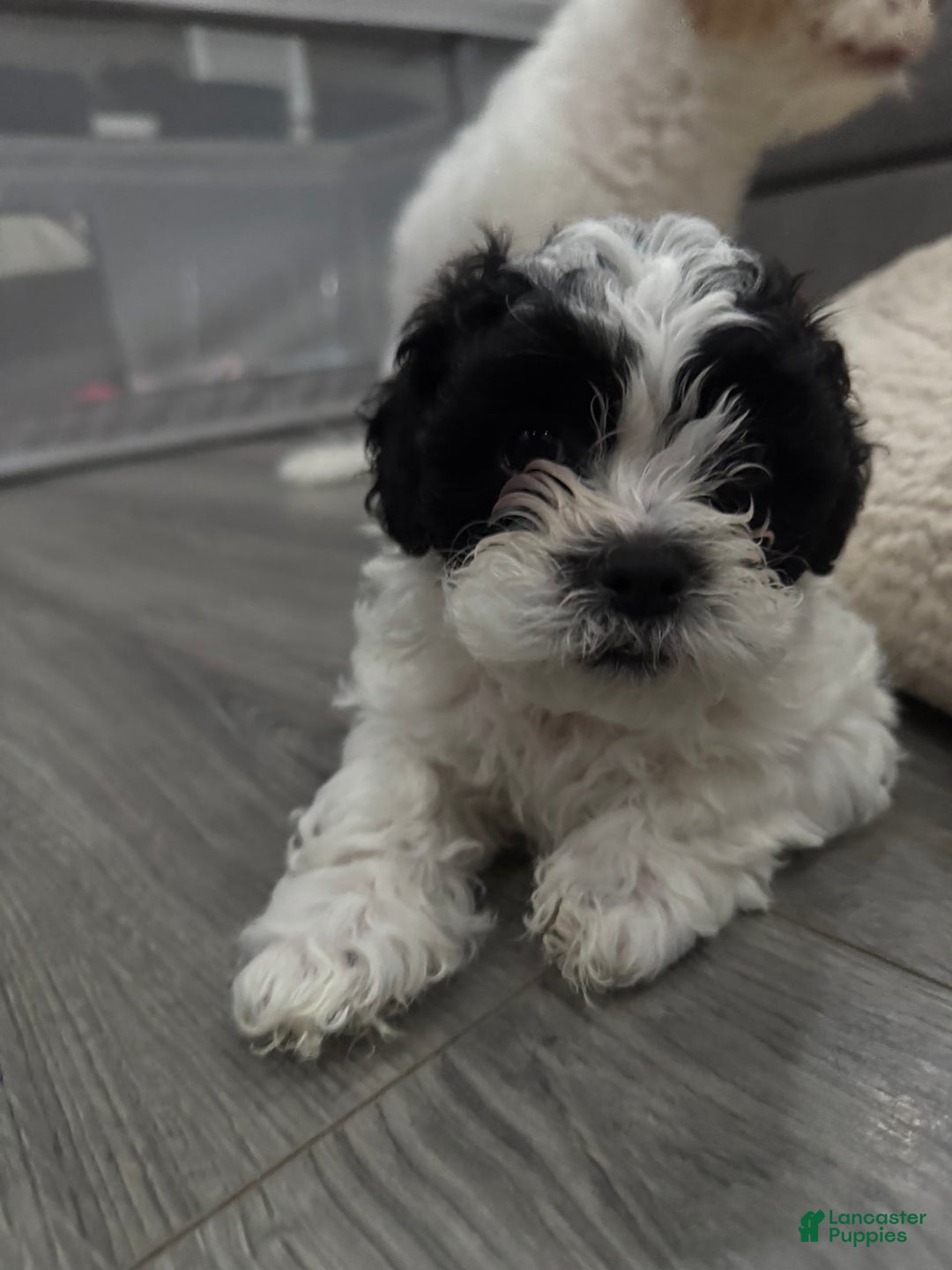 Shihpoo dogs for sale: Beamer - Image 6