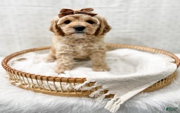 Cavapoo dogs for sale: Jackie - Image 3