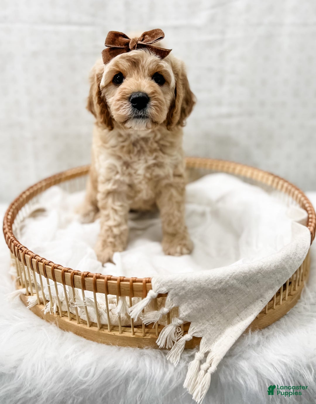 Cavapoo dogs for sale: Jackie - Image 3
