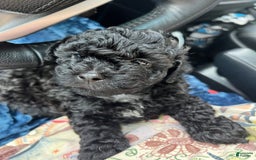 Miniature Poodle dogs for sale: Sonic - Image 7