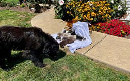 Newfoundland dogs for sale: Champ❤️Strong - Image 2