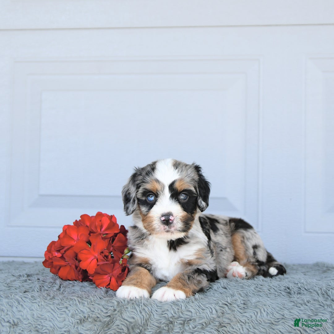 Miniature Bernese Mountain Dog dogs for sale: Hank - Image 5