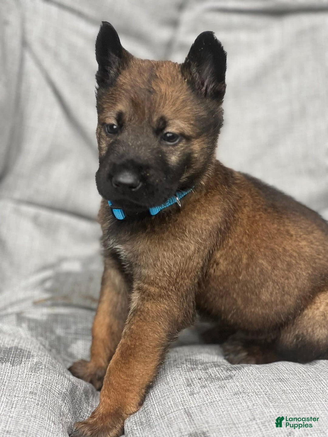 Belgian Malinois dogs for sale: Blue Clifford - Image 1
