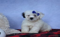 Shihpoo dogs for sale: Captain - Image 17