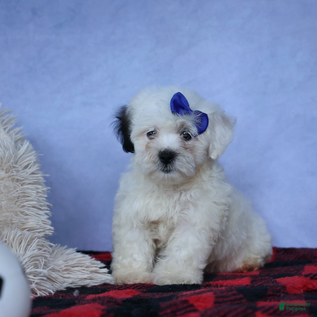 Shihpoo dogs for sale: Captain - Image 17