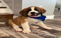 Saint Bernard dogs for sale: Oliver - Image 2