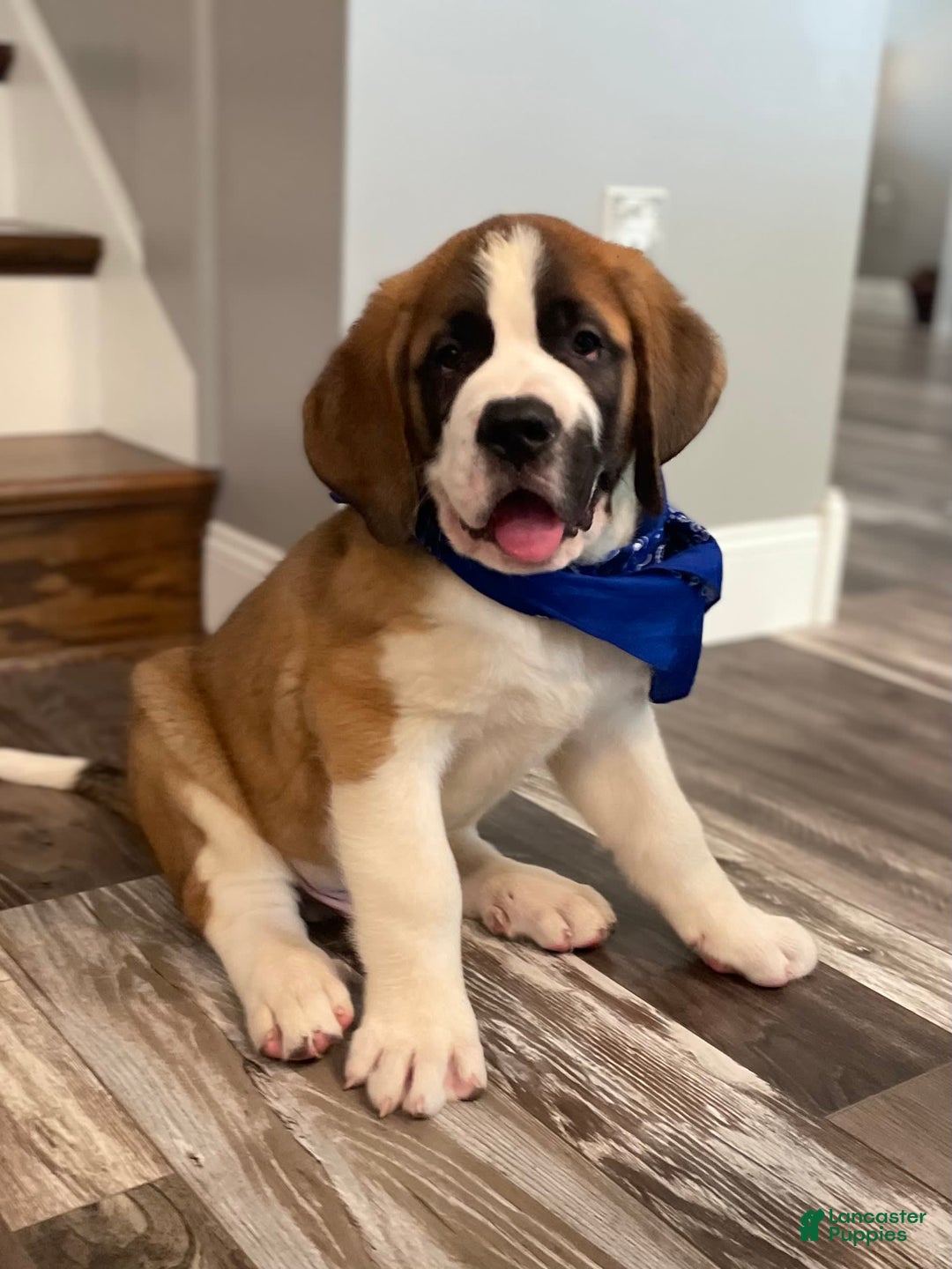 Saint Bernard dogs for sale: Oliver - Image 2