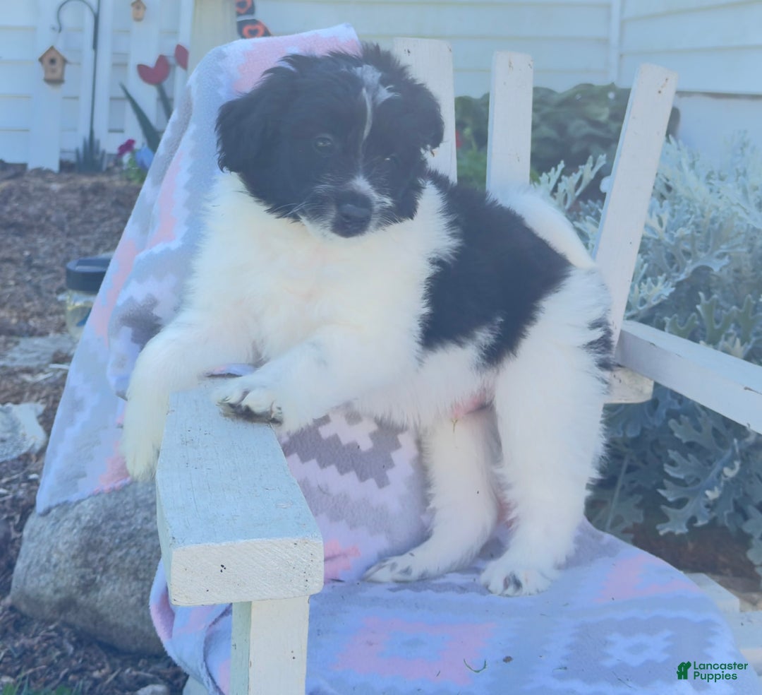 Miniature Poodle dogs for sale: Baxter - Image 3