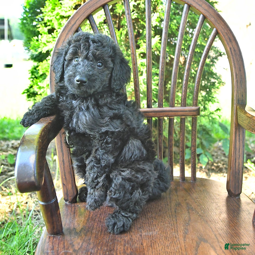 Mini Goldendoodle dogs for sale: Major - Image 7