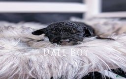 Mini Bernedoodle dogs for sale: Dali - Image 3