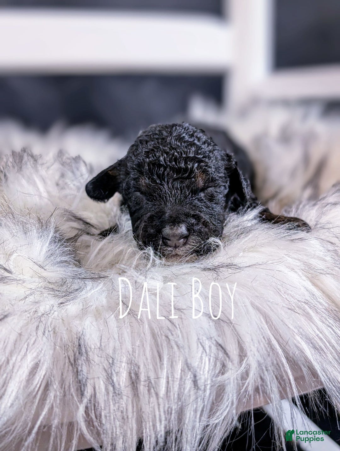 Mini Bernedoodle dogs for sale: Dali - Image 3