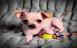 Chihuahua dogs for sale: Brody - Image 1