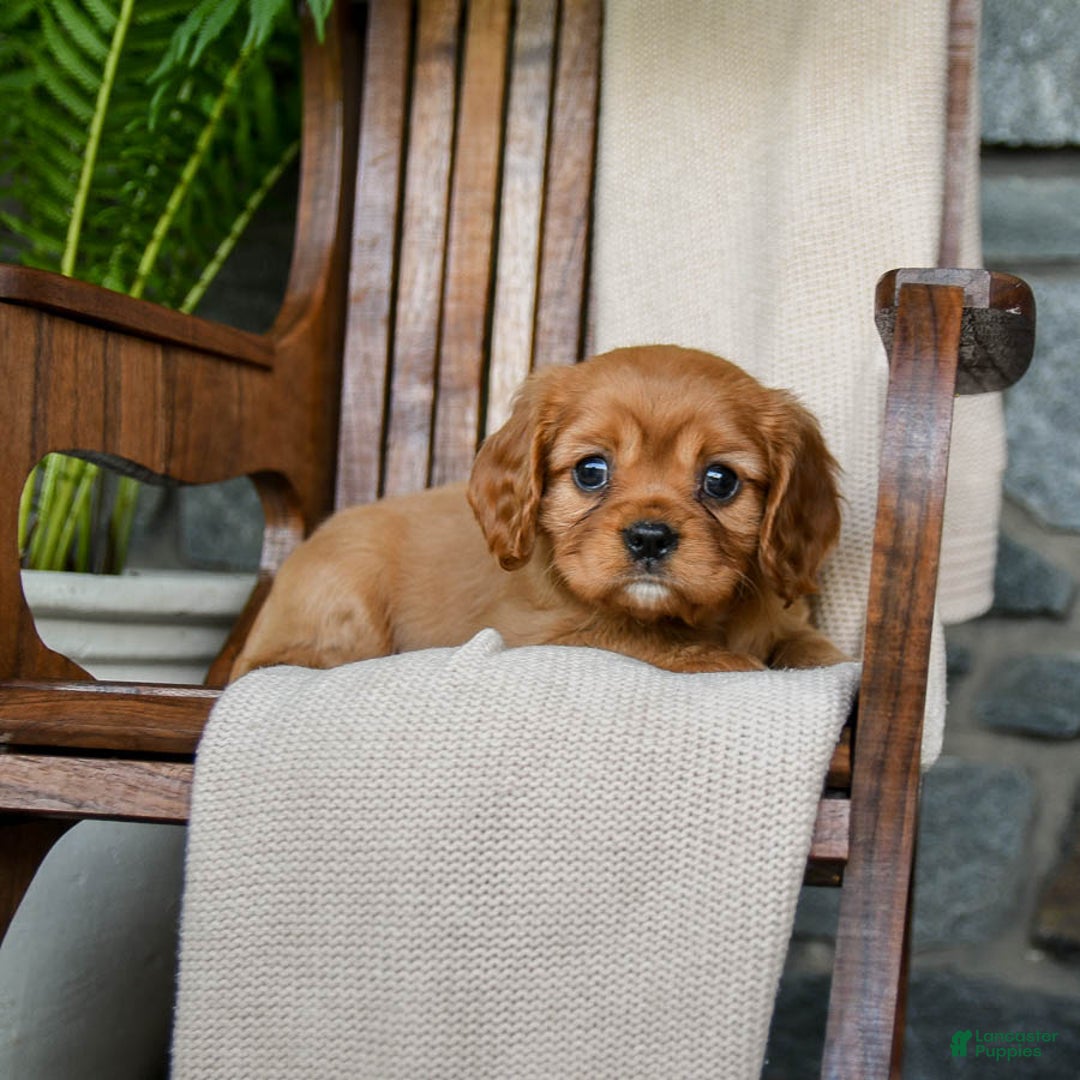 Cavalier King Charles Spaniel dogs for sale: Sunrise - Image 5