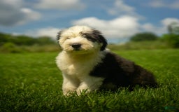 Old English Sheepdog dogs for sale: Floofy - Image 19