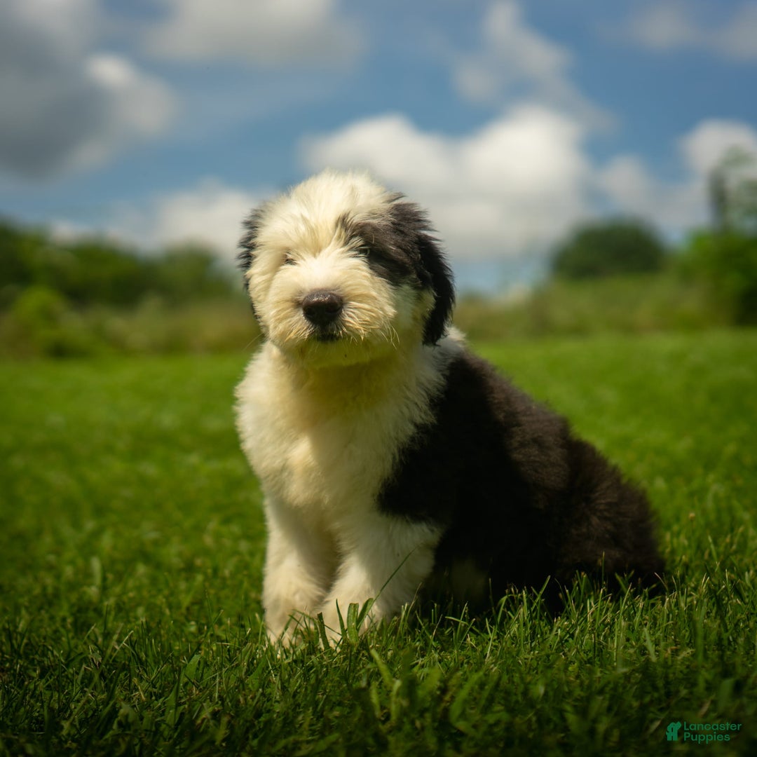 Old English Sheepdog dogs for sale: Floofy - Image 19