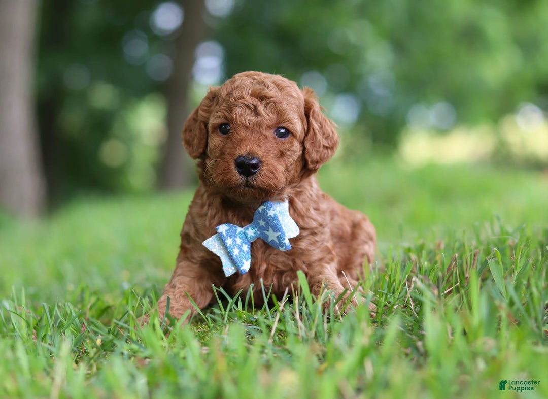 Goldendoodle dogs for sale: Hawk - Image 22