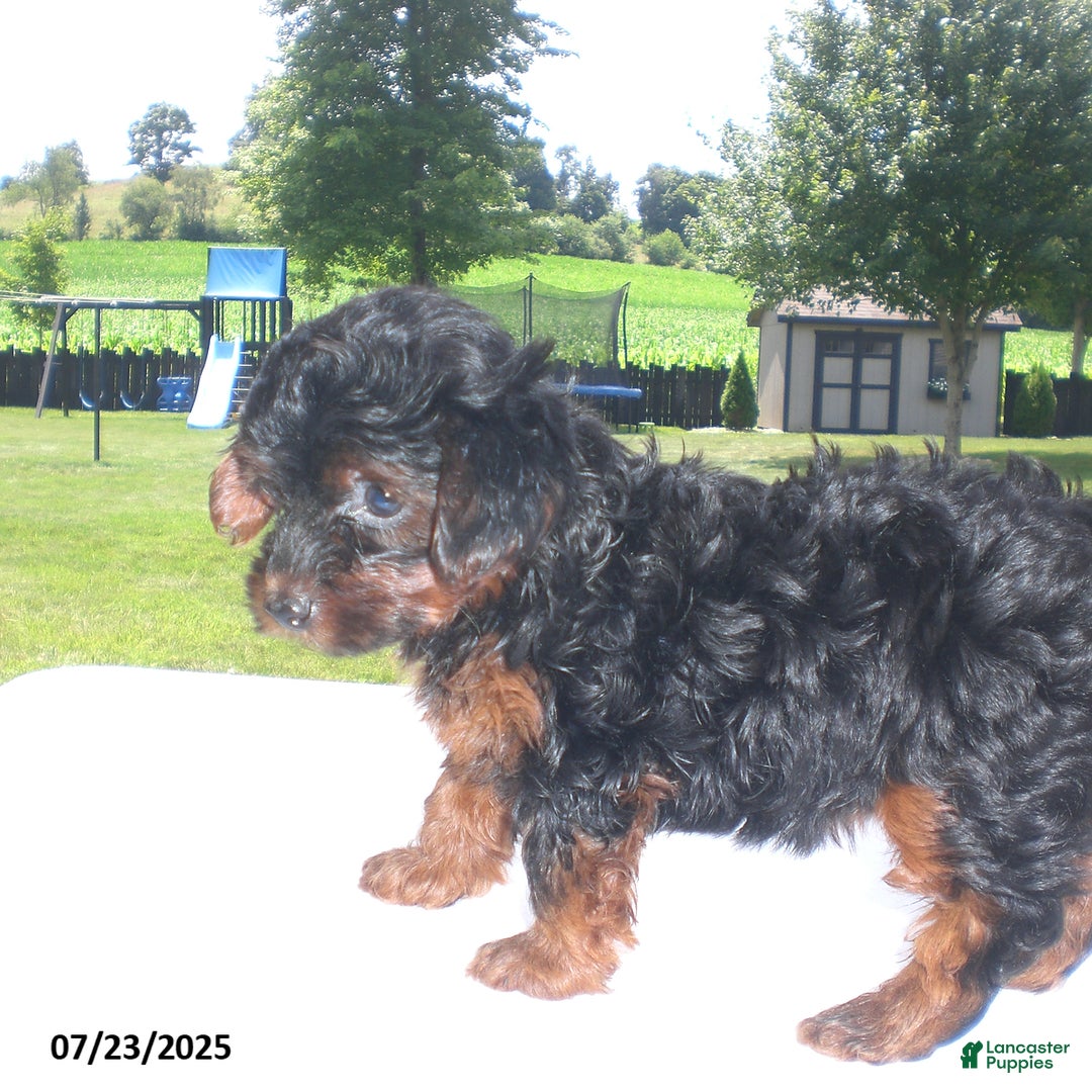 Yorkiepoo dogs for sale: Mia - Image 5