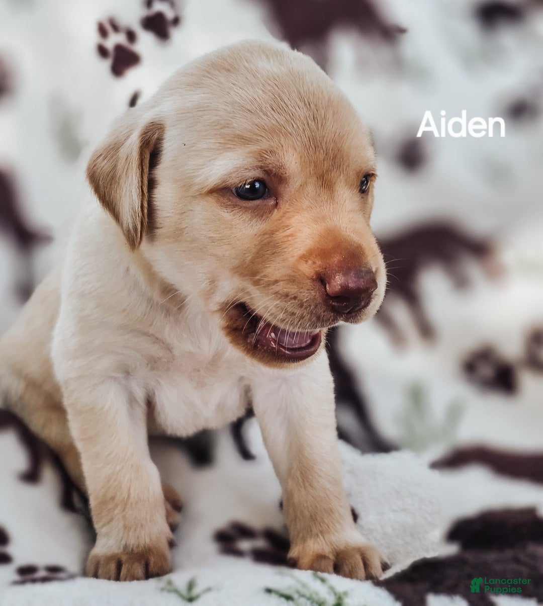 Labrador Retriever dogs for sale: Aiden - Image 4