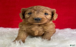 Mini Goldendoodle dogs for sale: Aurora - Image 3