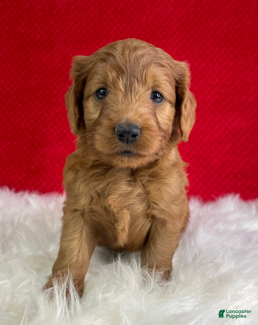 Mini Goldendoodle dogs for sale: Aurora - Image 3